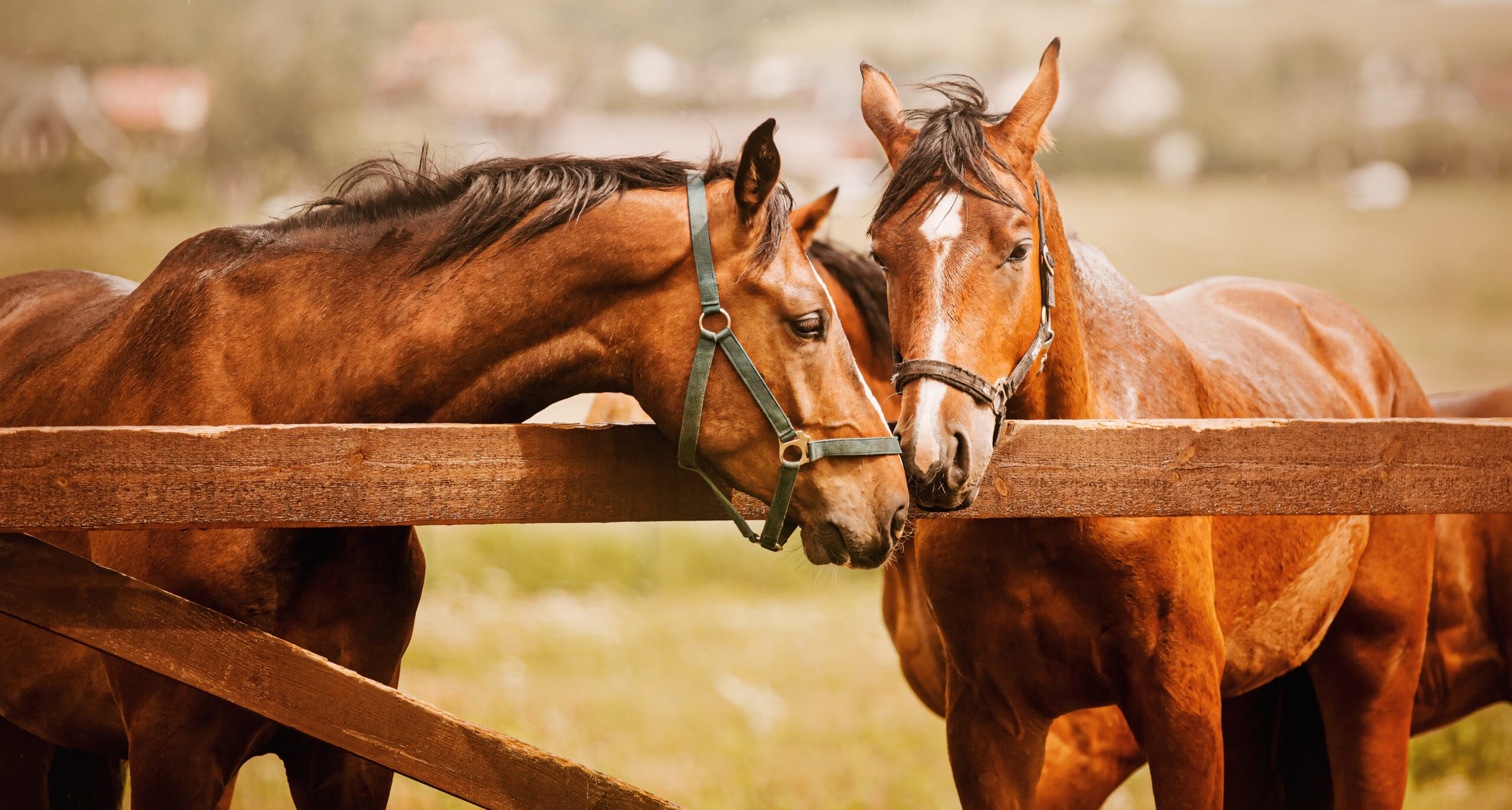 How Can I Prevent My Horse From Consuming Prohibited Substances ...